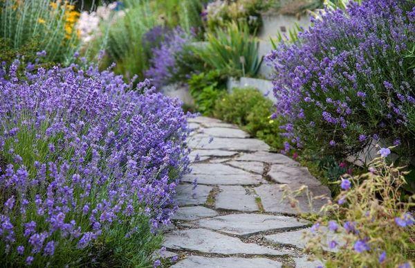 Lavendel auf dem Grundstück