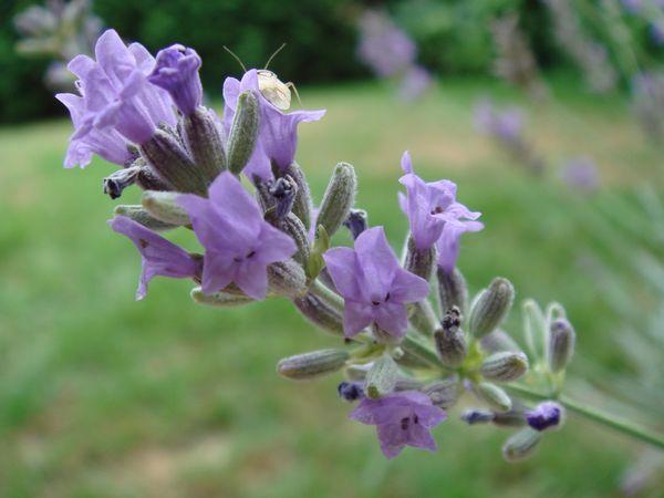 lavendel tak