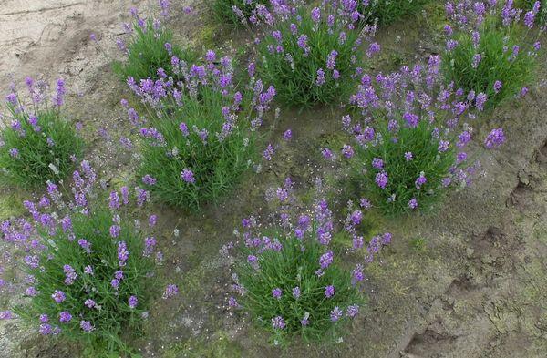 lavendel teelt