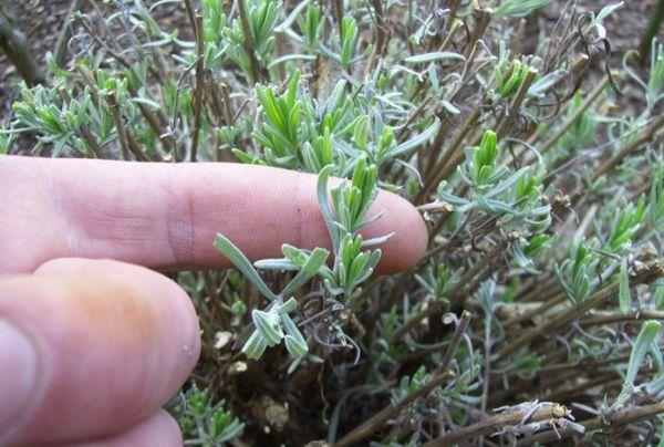 Lavendel beschneiden