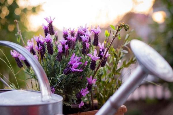 watering lavender 