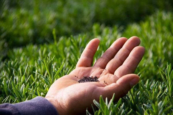 hay in hands 