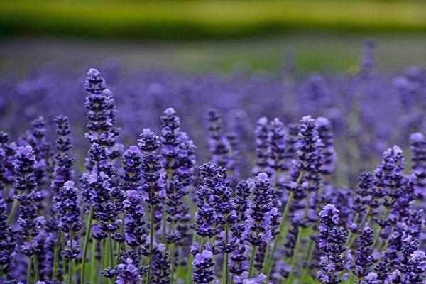 blå blomsterstande