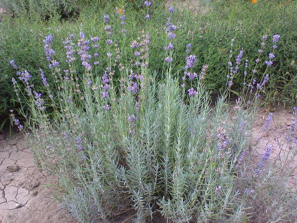 pagpapalaganap ng lavender