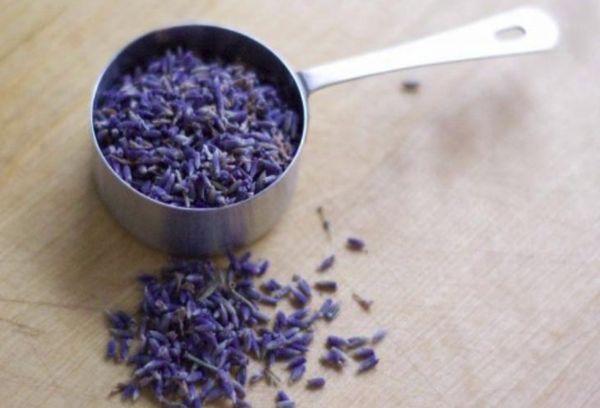 llavors de lavanda