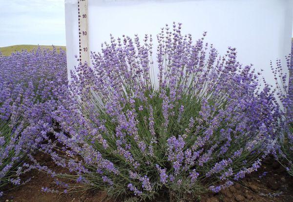 lavender angustifolia