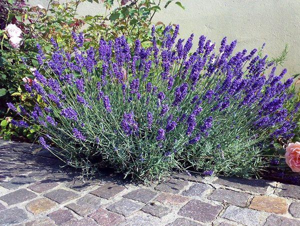 Lavanda Hidcote