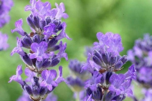 lavanda de fulla ampla