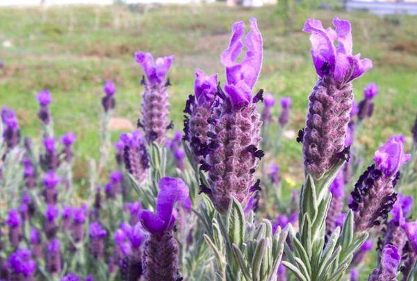 lavanda no campo