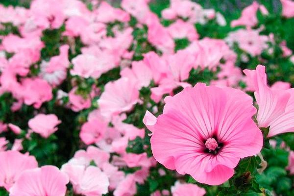 lavatera blomst