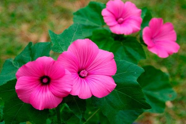 variété de pétunia 