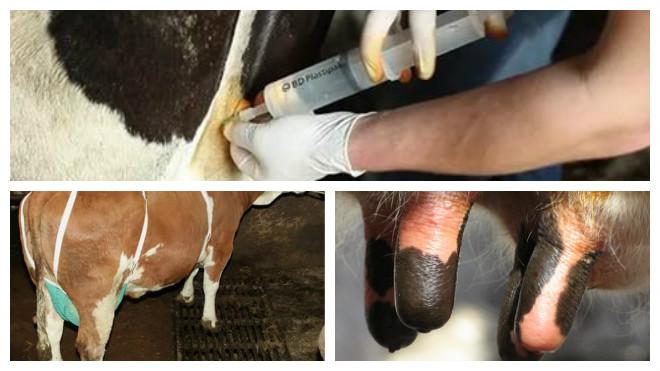 mastitis in a cow