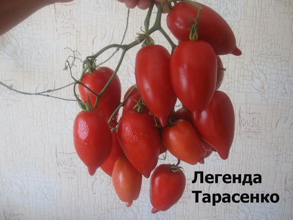 apparition de la légende de la tomate Tarasenko