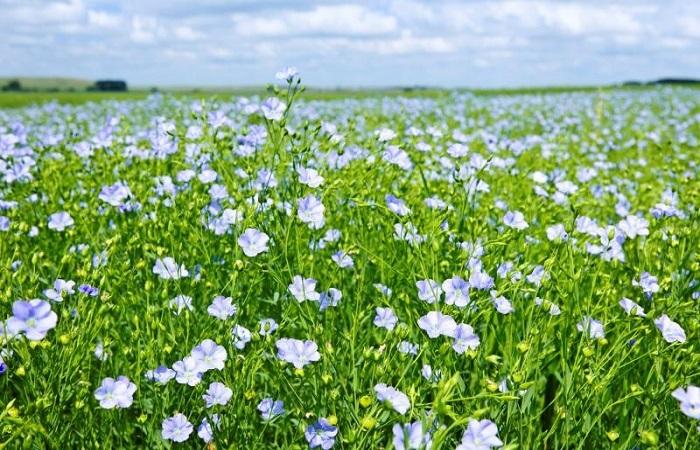 campos de plantas 