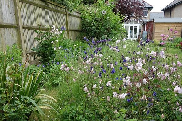 planten in het bloembed