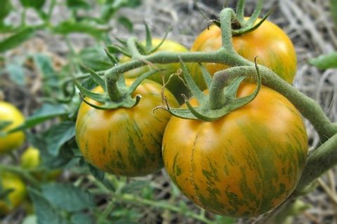 Tomate auf einem Zweig