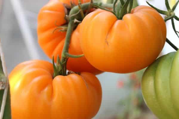 cidra de verão de tomate