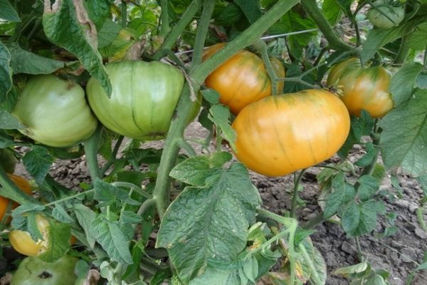 récolte de tomates