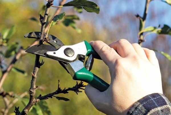 Birs ültetése és gondozása nyílt terepen