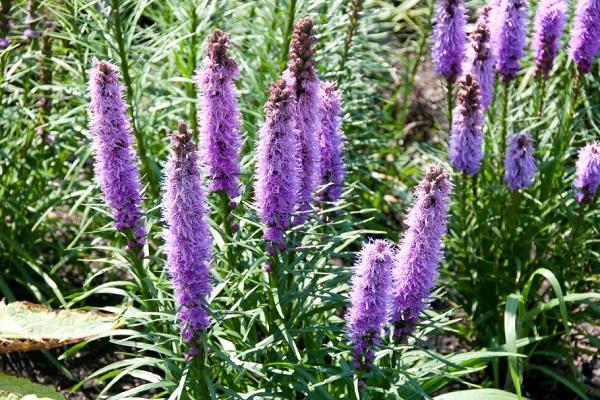 Liatris drsná