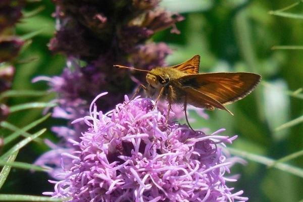 insectes a les flors 