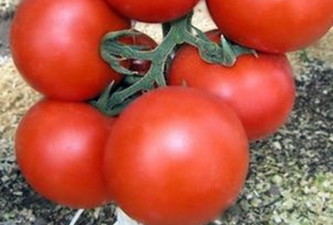 buissons de tomates Ekaterina