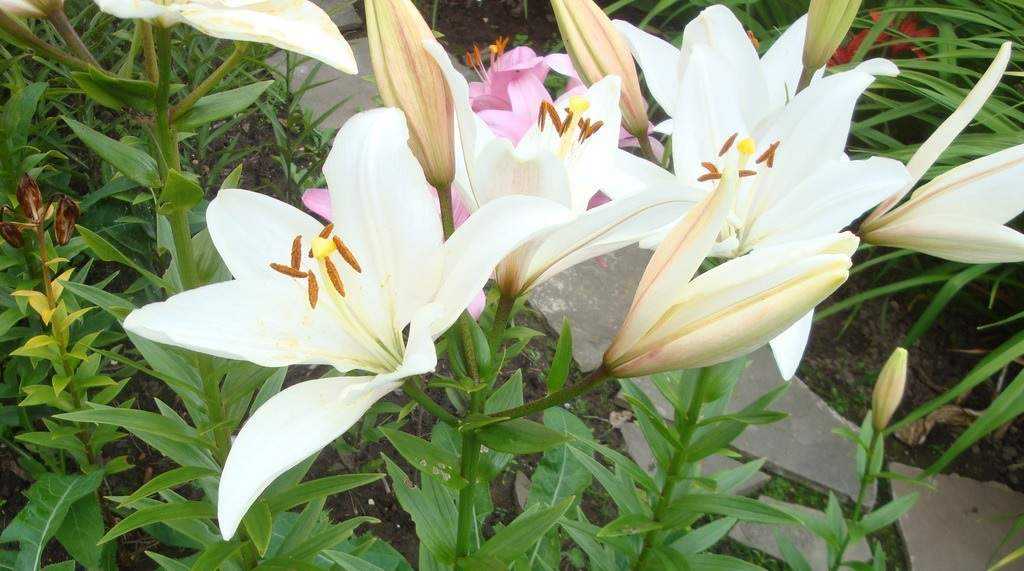 wachsende Lilien