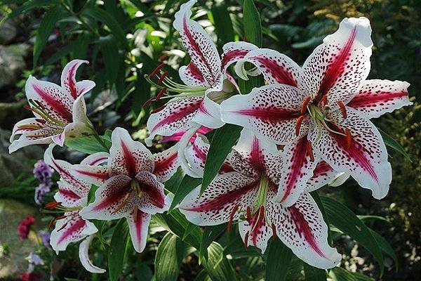 Lily Oriental