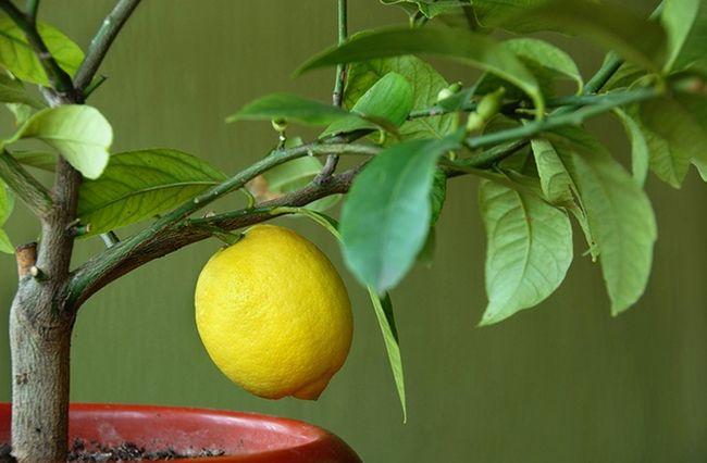 citron nekvete