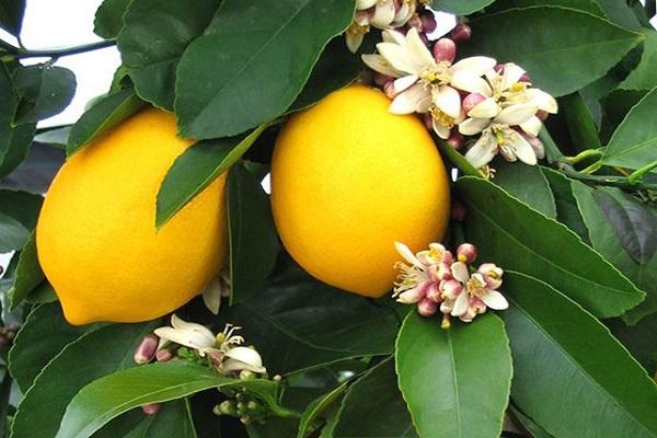 citrusová plodina 