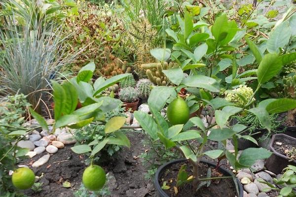 Beschreibung der Frucht