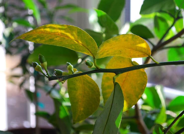 feuilles de citronnelle