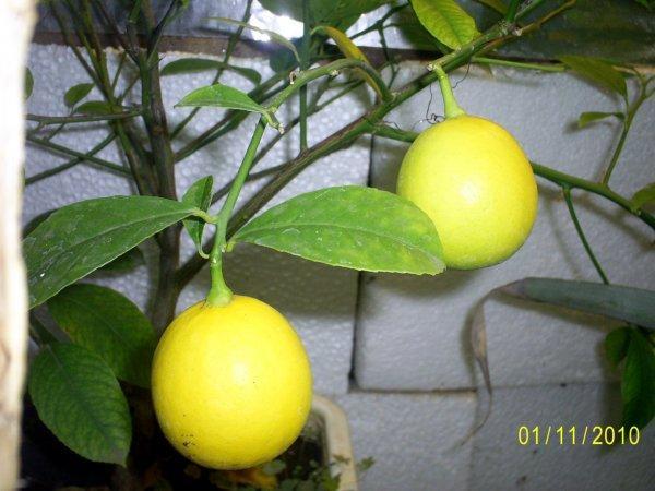 meyer lemon