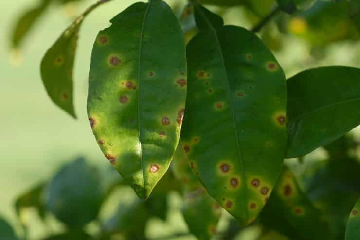 lemon leaves