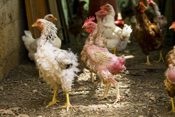 molting in laying hens