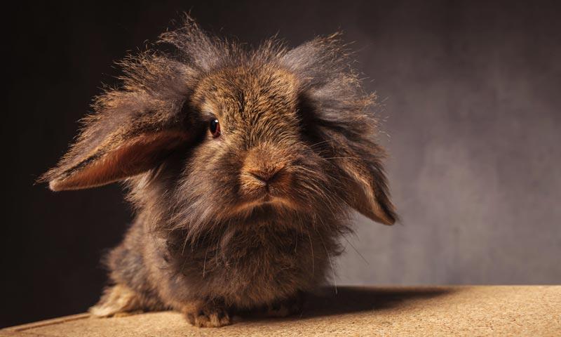 lion headed rabbit