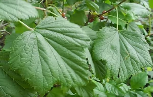 feuilles de cassis