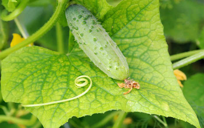 Gelbe Blätter einer Gurke im Garten