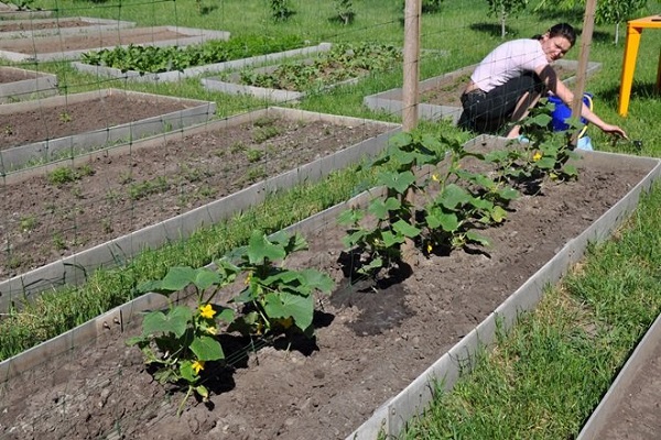 alimentar a los pepinos