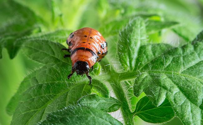 schadelijke insecten