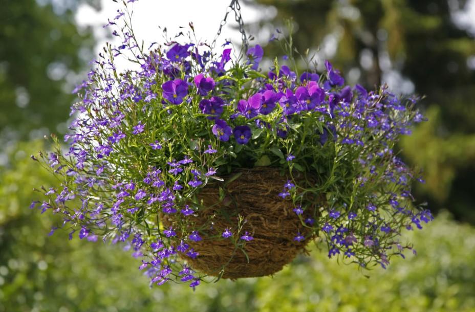 lobelia en una olla 