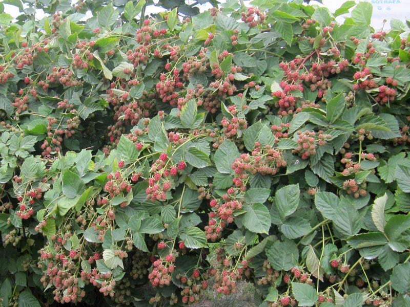 BlackBerry Loch Tey