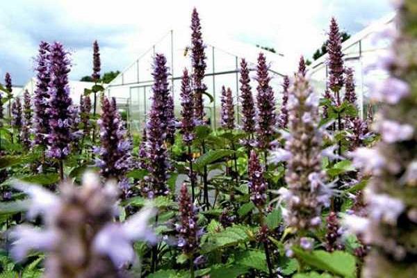 growing in greenhouses 