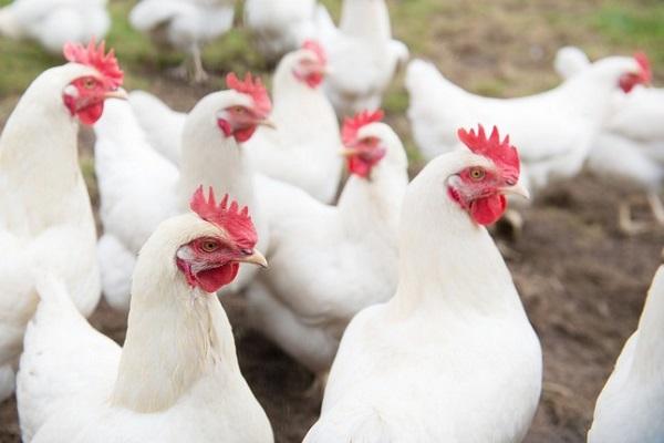 galinhas de raça pura 