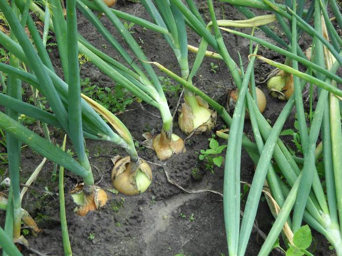 oignons qui poussent dans le jardin