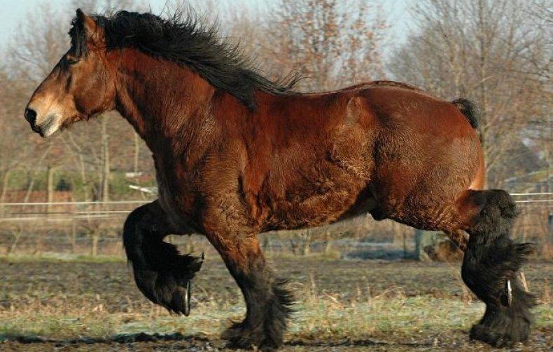 caballo de las ardenas