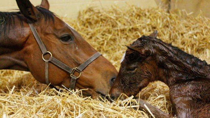 paard en kind