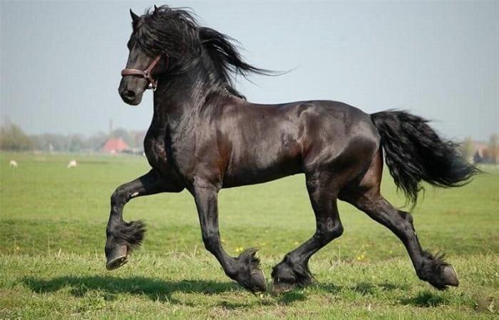 Friesian na kabayo