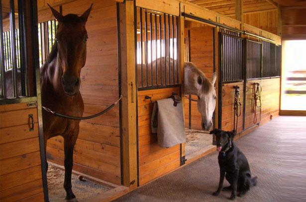 paarden in de stal