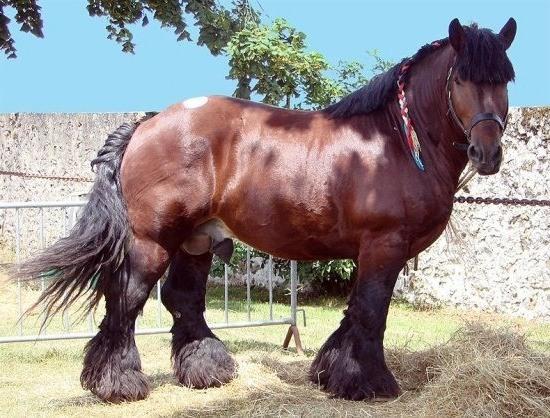 Draft horse